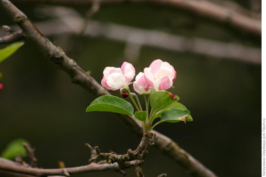 Яблуня Шейдеккера Яблуня Шейдеккера