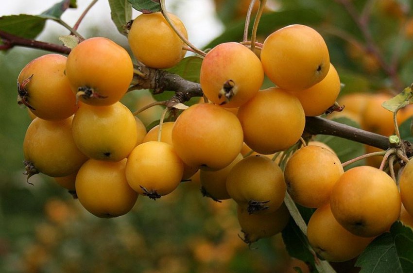 Яблуня Шейдеккера Яблуня Шейдеккера