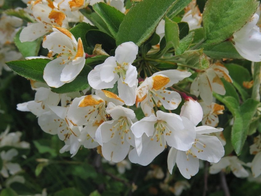 Яблуня Сержанта Яблуня Сержанта