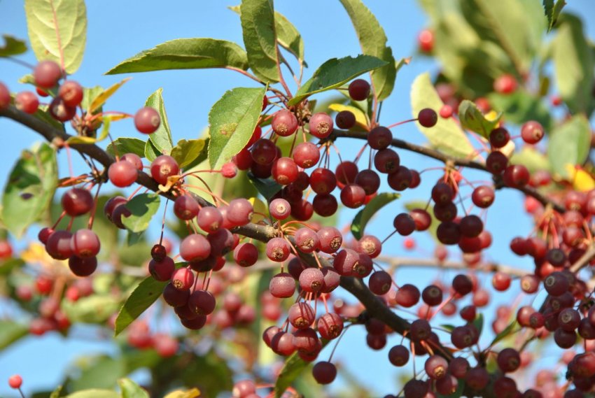 Яблуня Сержанта Яблуня Сержанта