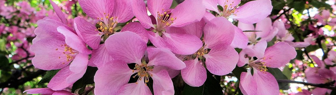 8 найкращих сортів декоративних яблунь