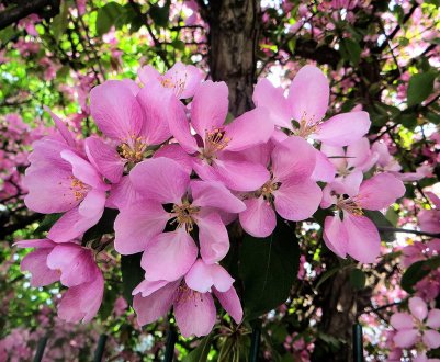 8 найкращих сортів декоративних яблунь