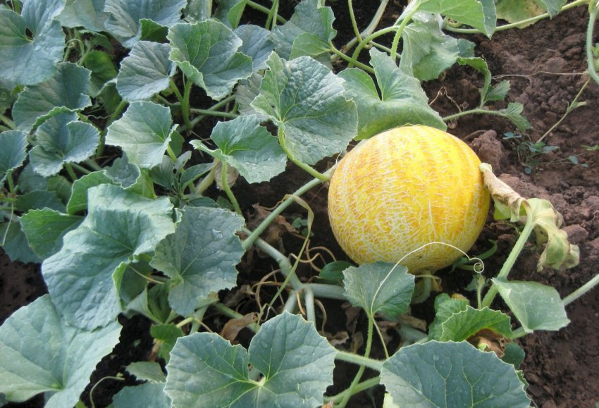 Урожай дині Урожай дині