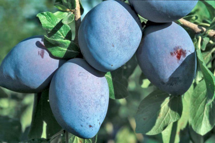 Гроса ді Фелісіо Гроса ді Фелісіо