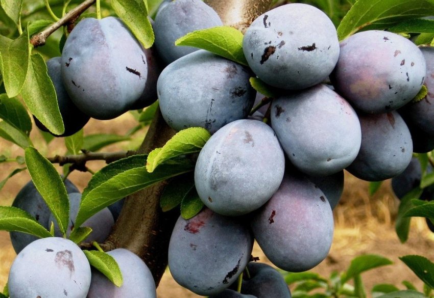 Ненька Ненька