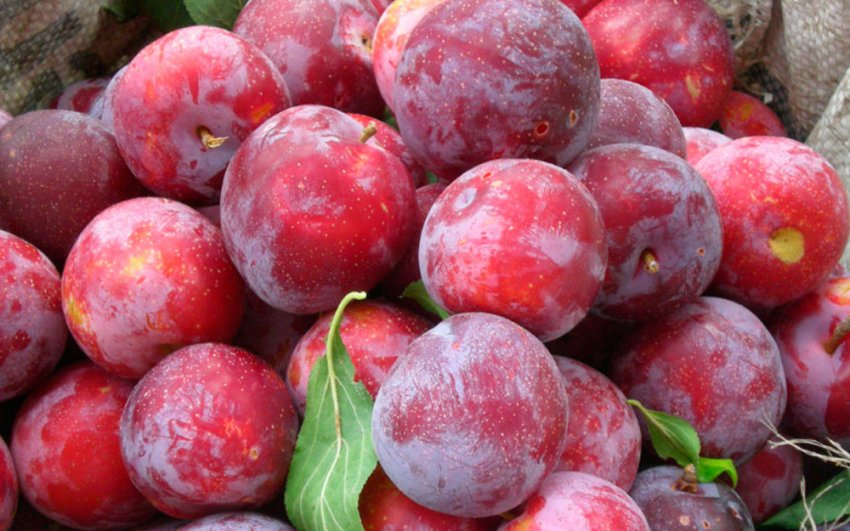 Гармонія Гармонія