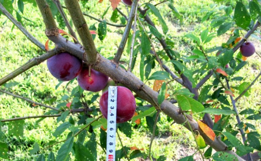 Машенька Машенька