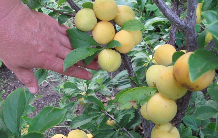 Золотий куля Золотий куля