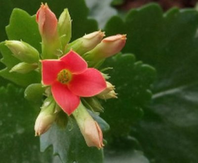 Як розмножується каланхое в домашніх умовах