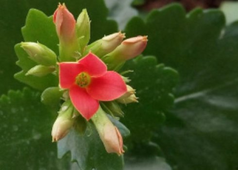 Як розмножується каланхое в домашніх умовах