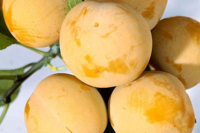 Медова Медова