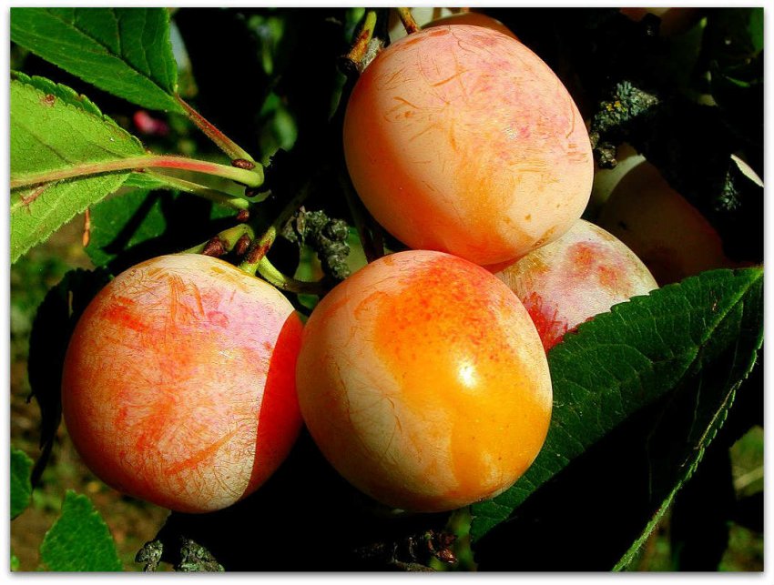 Медова Медова