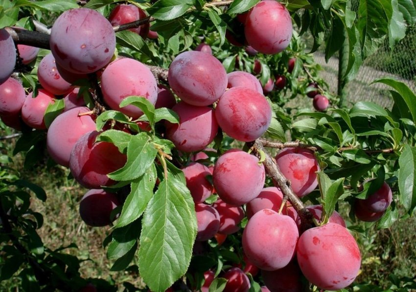 Алёнушка Алёнушка