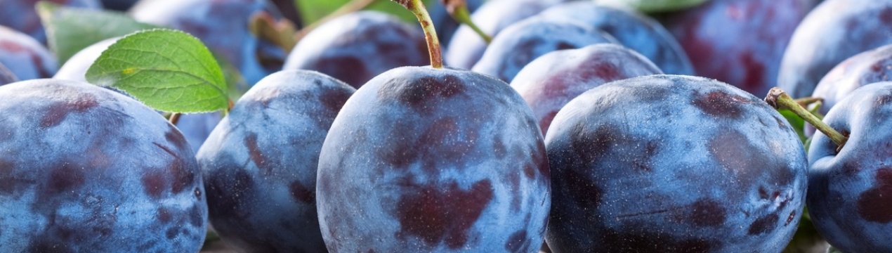 Слива: вибираємо кращі стійкі до хвороб сорти