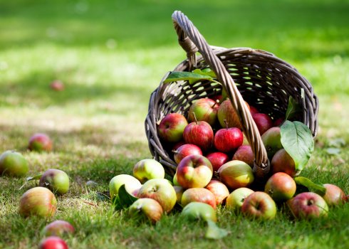 Місячний календар садівника-городника на серпень 2020