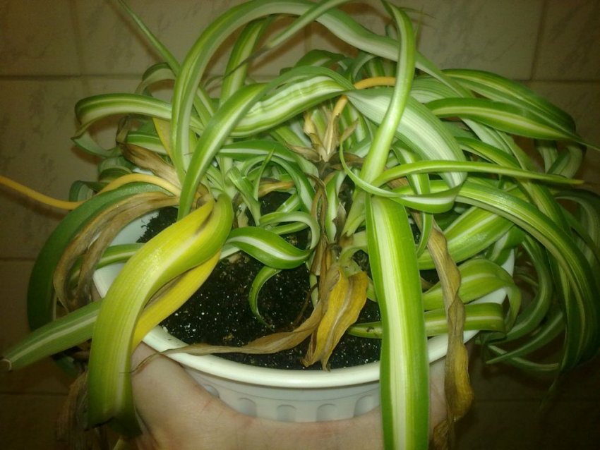 Хлорофітум блідий і млявий