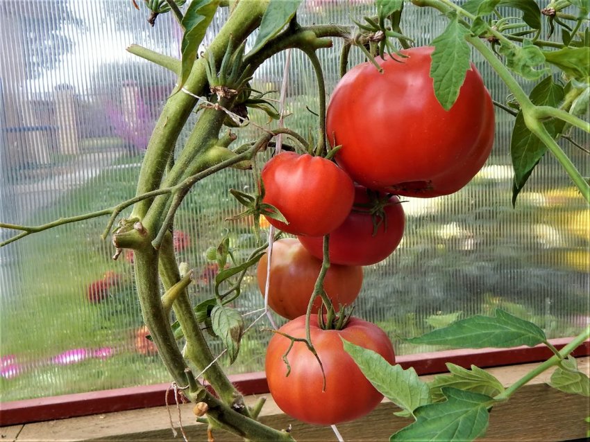 Помідор Малиновий гігант