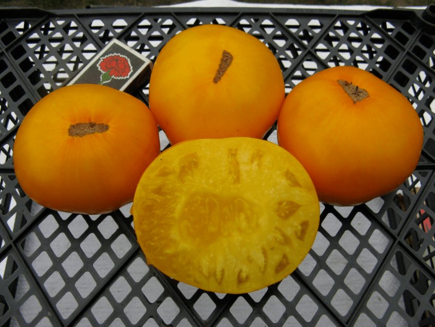 Томат Раннє сонце