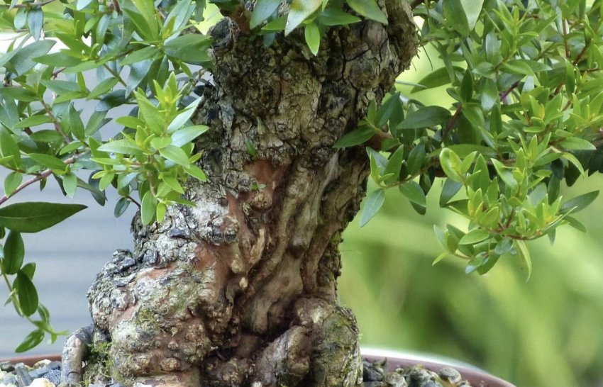 Мирт бонсай Мирт бонсай