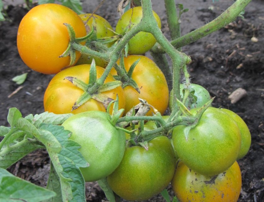 Томат Подарунок феї