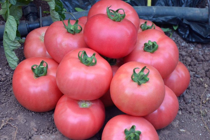 Томат Рожева перлина