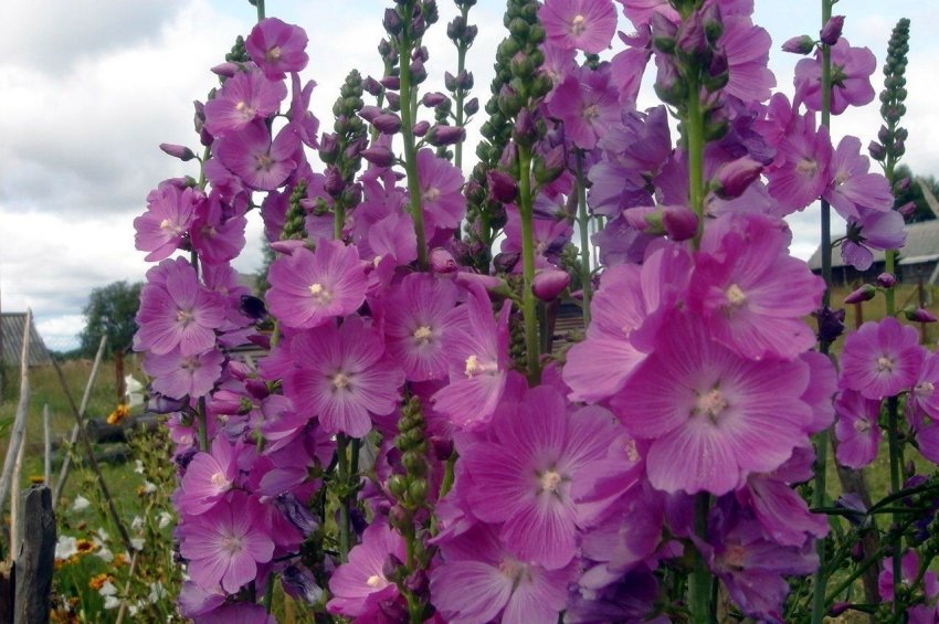 Сидальцея мальвовидна