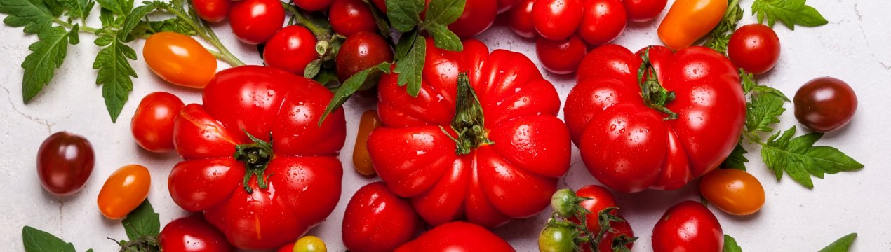 Багатий урожай: колекція високопродуктивних сортів томатів