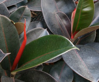 Як правильно садити фікус в домашніх умовах