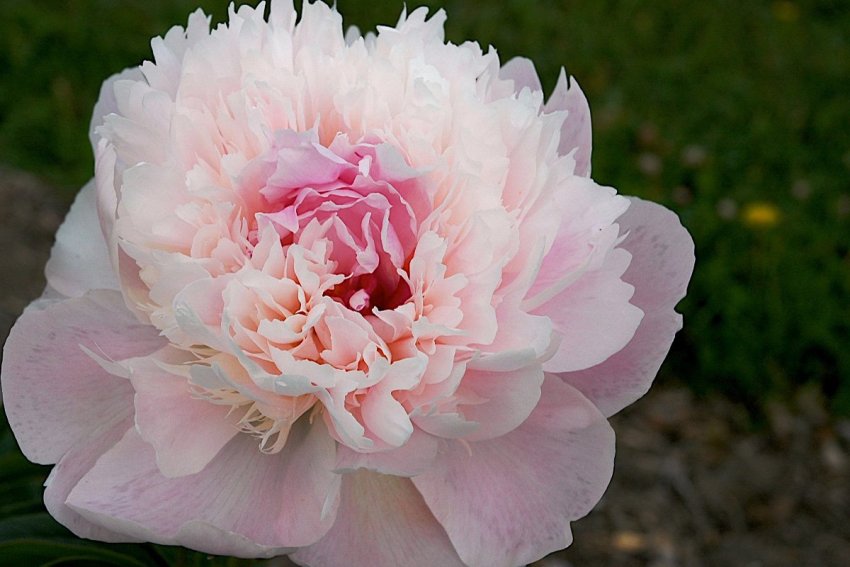 Півонія молочно-квіткова