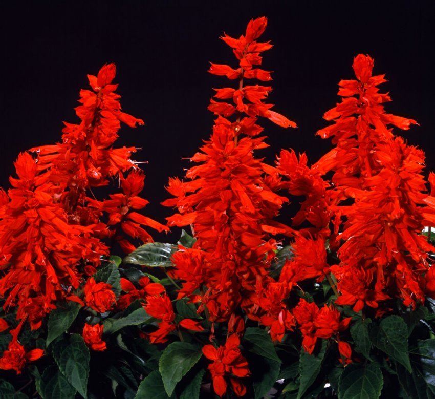 Шавлія блискуча