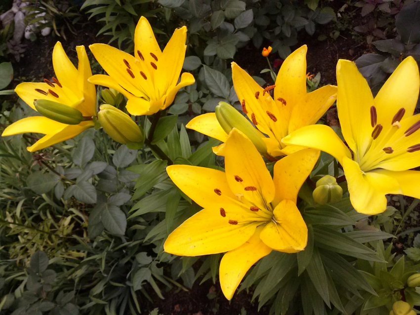 Жовта лілія