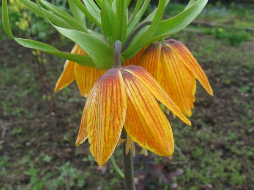 Стрип Бьюти Стрип Бьюти