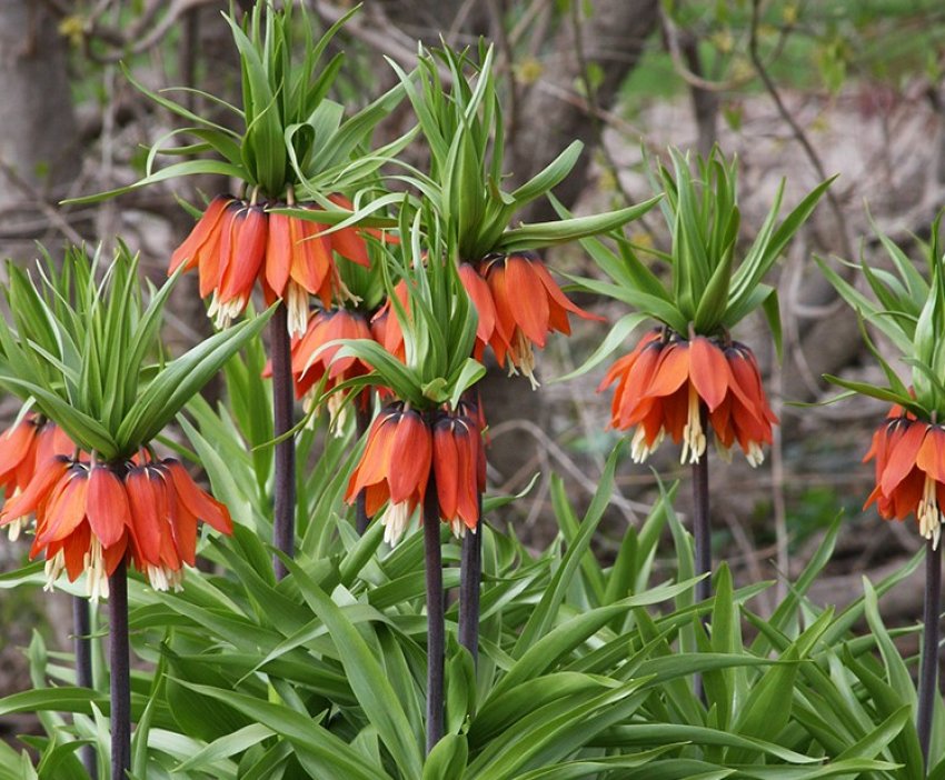 Рубра Рубра