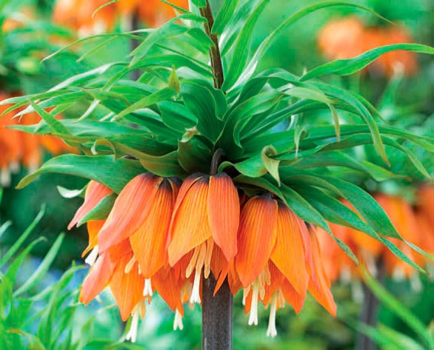 Гарланд Стар Гарланд Стар