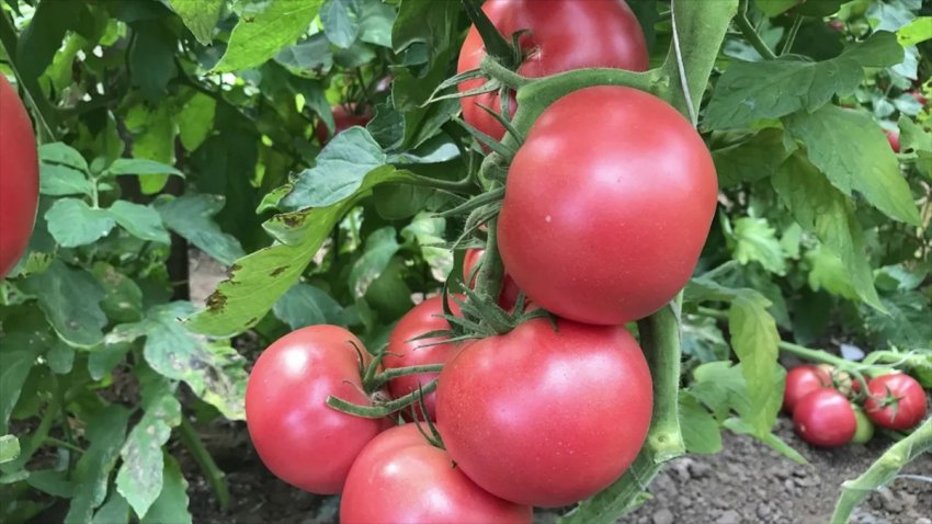 Томат Гейша