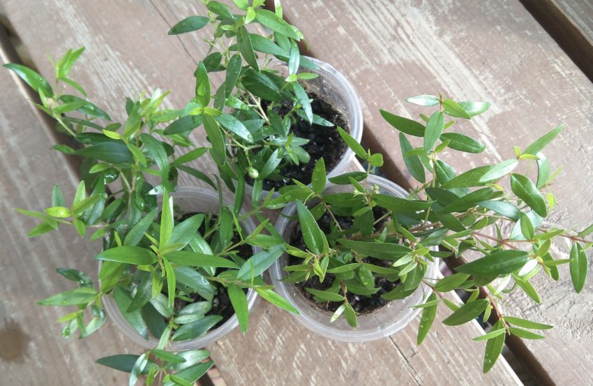 Живці мирта Живці мирта