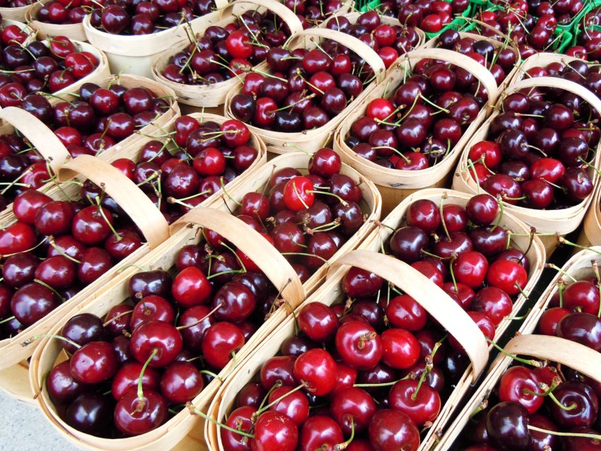 Продаж вишні Продаж вишні