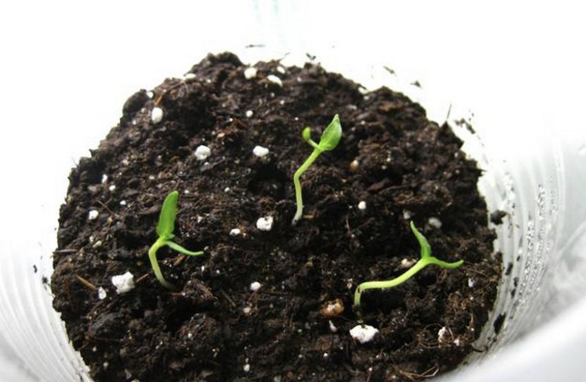 Розмноження насінням Розмноження насінням