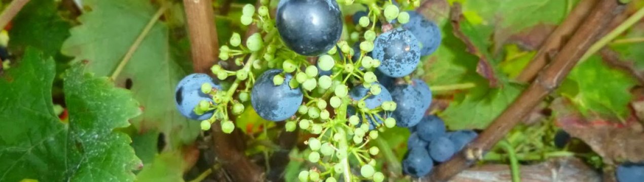 виноград кодрянка горошит что делать. . виноград кодрянка горошит что делать фото. виноград кодрянка горошит что делать-. картинка виноград кодрянка горошит что делать. картинка . аВиноград является популярной садовой культурой. Он позволяет одновременно получить урожай сладких плодов и придать своего садовому участку декоративность. Поскольку вьющиеся побеги этой культуры успешно карабкаются вверх по опорам, создавая живописные вертикальные заросли. Если свою декоративную функцию виноград выполняет без особых проблем и усилий со стороны владельца участка, то получению обильного урожая нередко препятствуют самые различные факторы. Одной из часто встречающихся проблем считается горошение винограда. Что же такое горошение ягод у винограда?