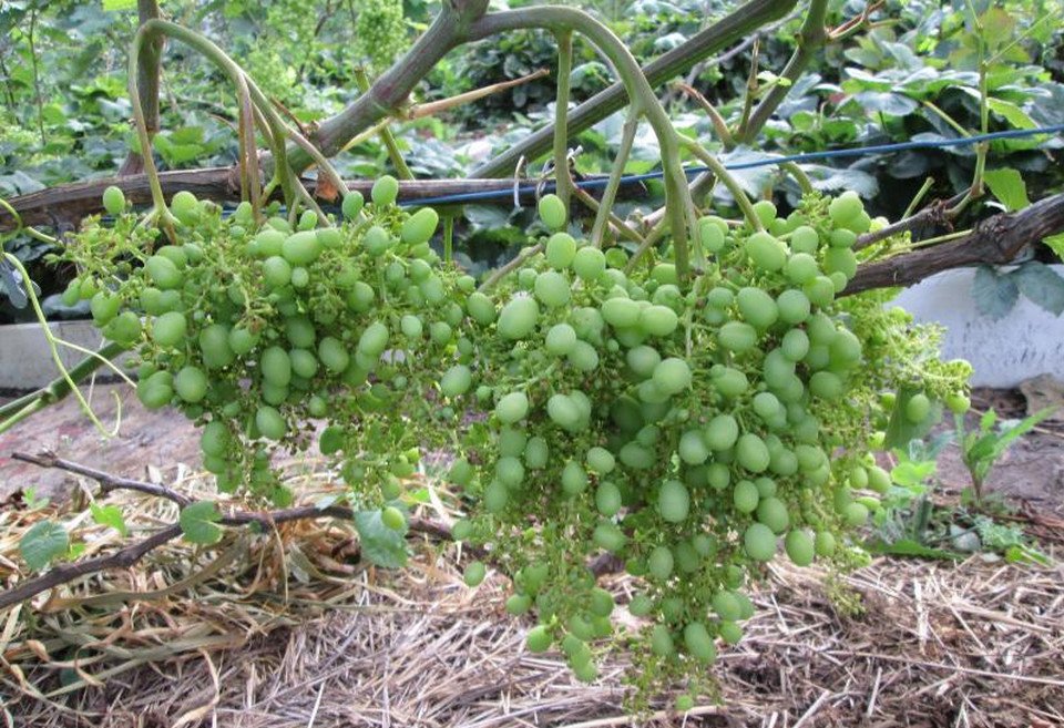 Мелкий виноград с косточками. Антракноз винограда. Антракноз гроздей винограда. Почему виноград мелкий. Невызревшая гроздь винограда.