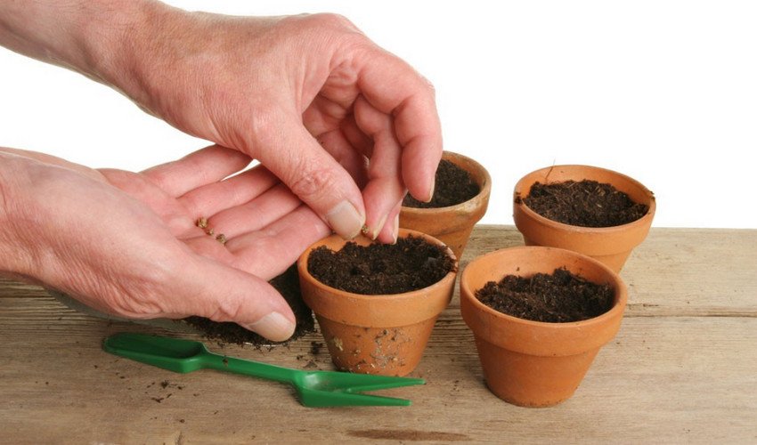 Насінням Насінням