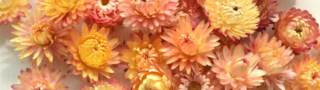 6 чудових сухоквітів для вирощування та створення декоративних композицій