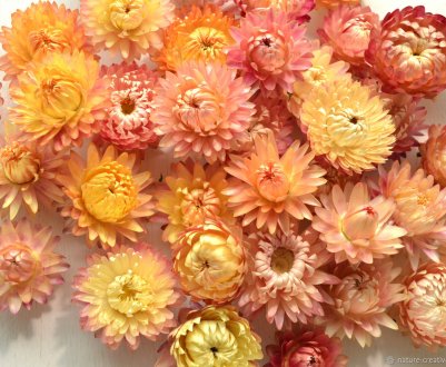 6 чудових сухоквітів для вирощування та створення декоративних композицій