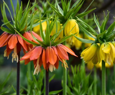 Рябчик імператорський: вирощування та догляд на відкритому ґрунті