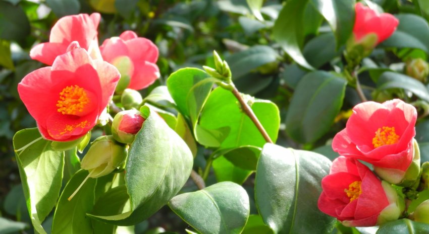 Квітуча камелія