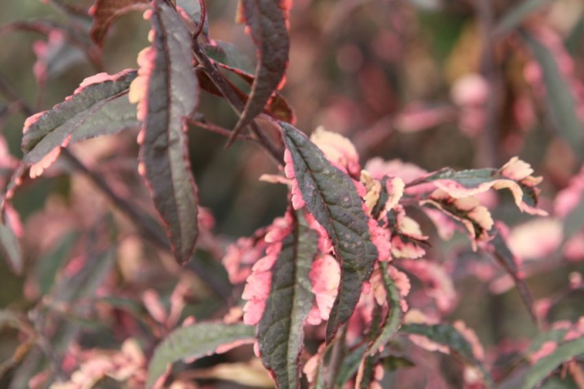 Слива розлога Хессея Слива розлога Хессея