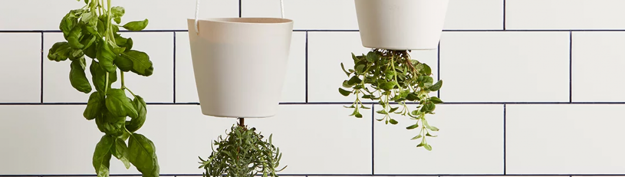 Підвісний сад: які овочі можна вирощувати вгору ногами