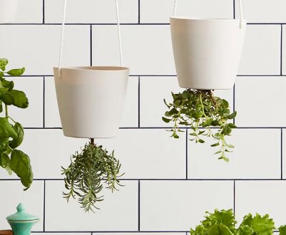 Підвісний сад: які овочі можна вирощувати вгору ногами