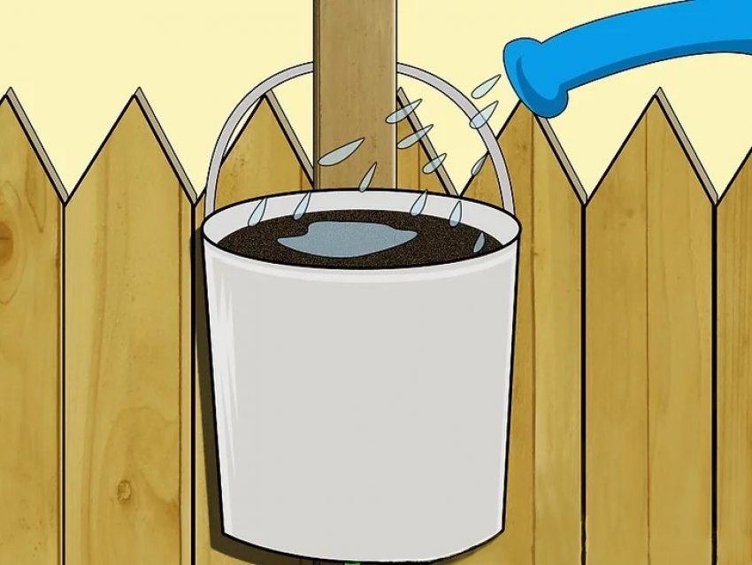 Поливайте рослину регулярно і згідно з її потребами