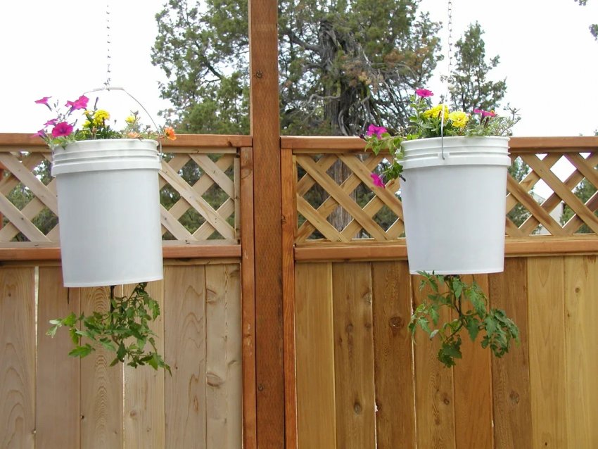 Підвісний сад: які овочі можна вирощувати догори ногами